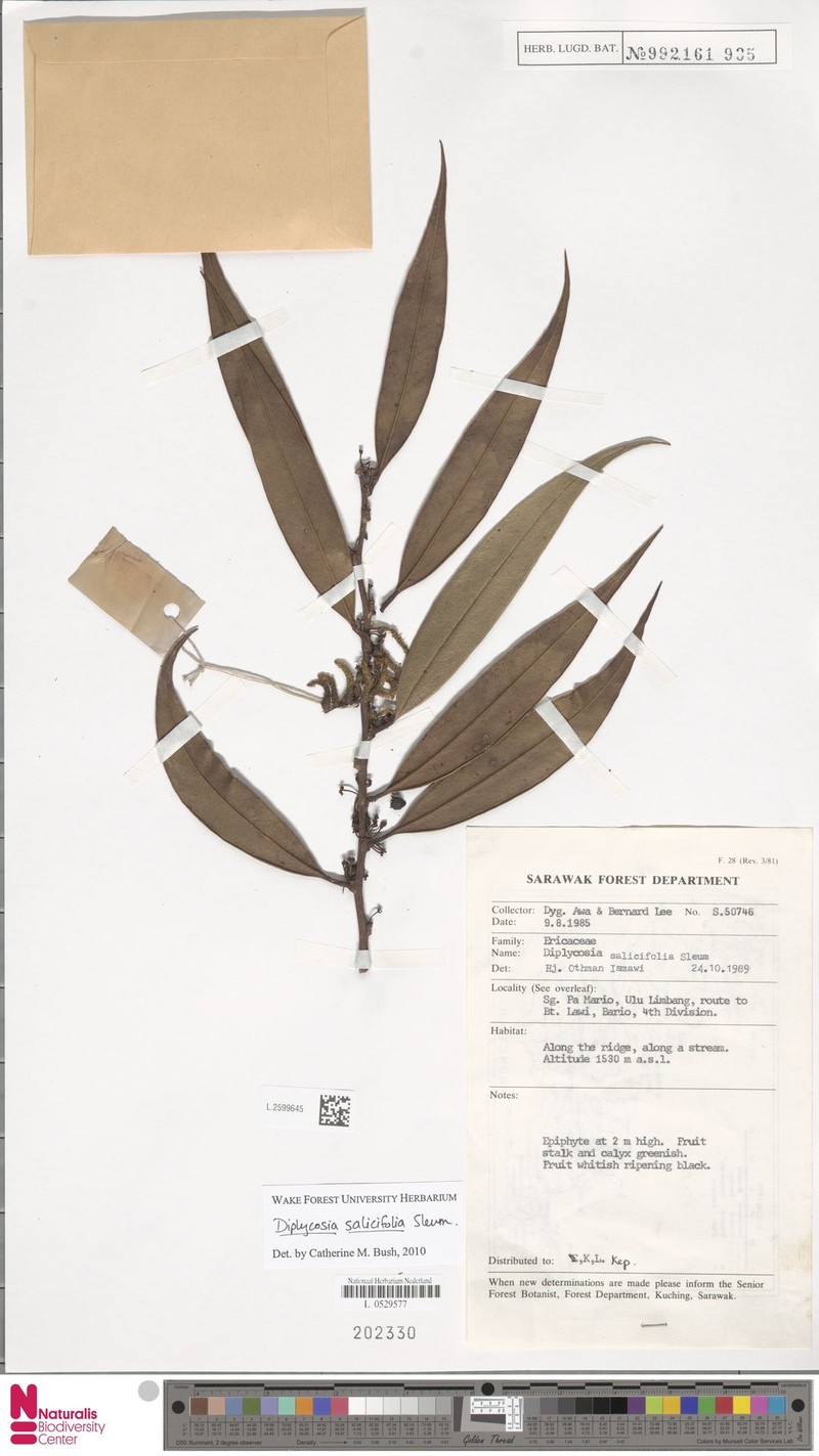 Gaultheria muluensis photo 2