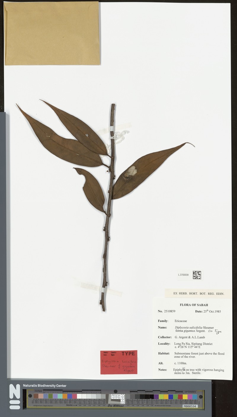 Gaultheria muluensis photo 3