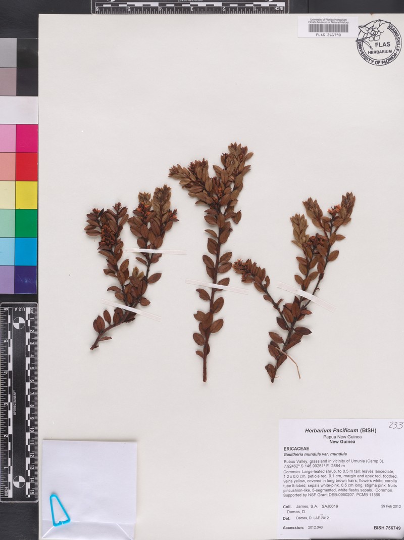 Gaultheria mundula var. mundula