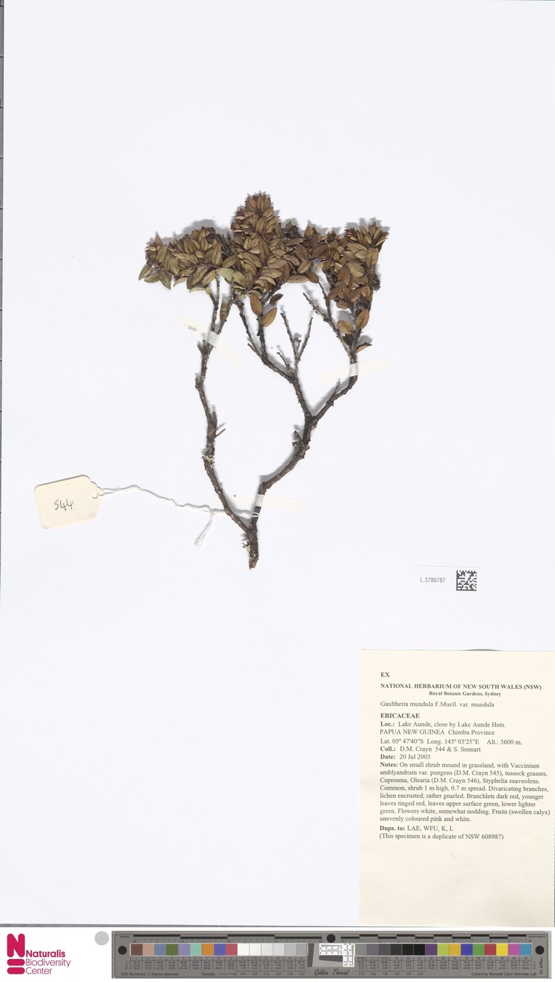 Gaultheria mundula var. mundula photo 3