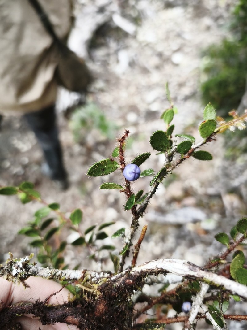 Gaultheria muscicola