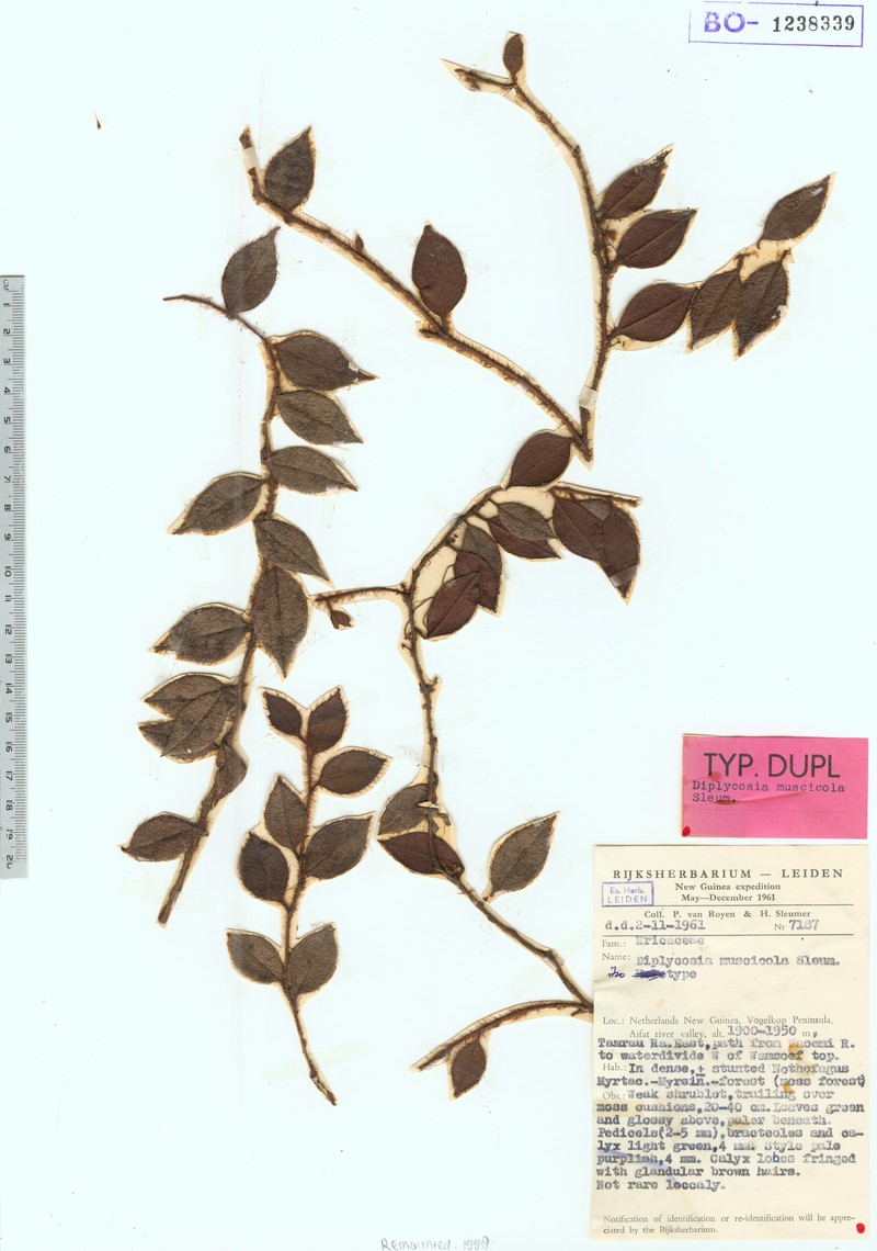 Gaultheria muscicola photo 2