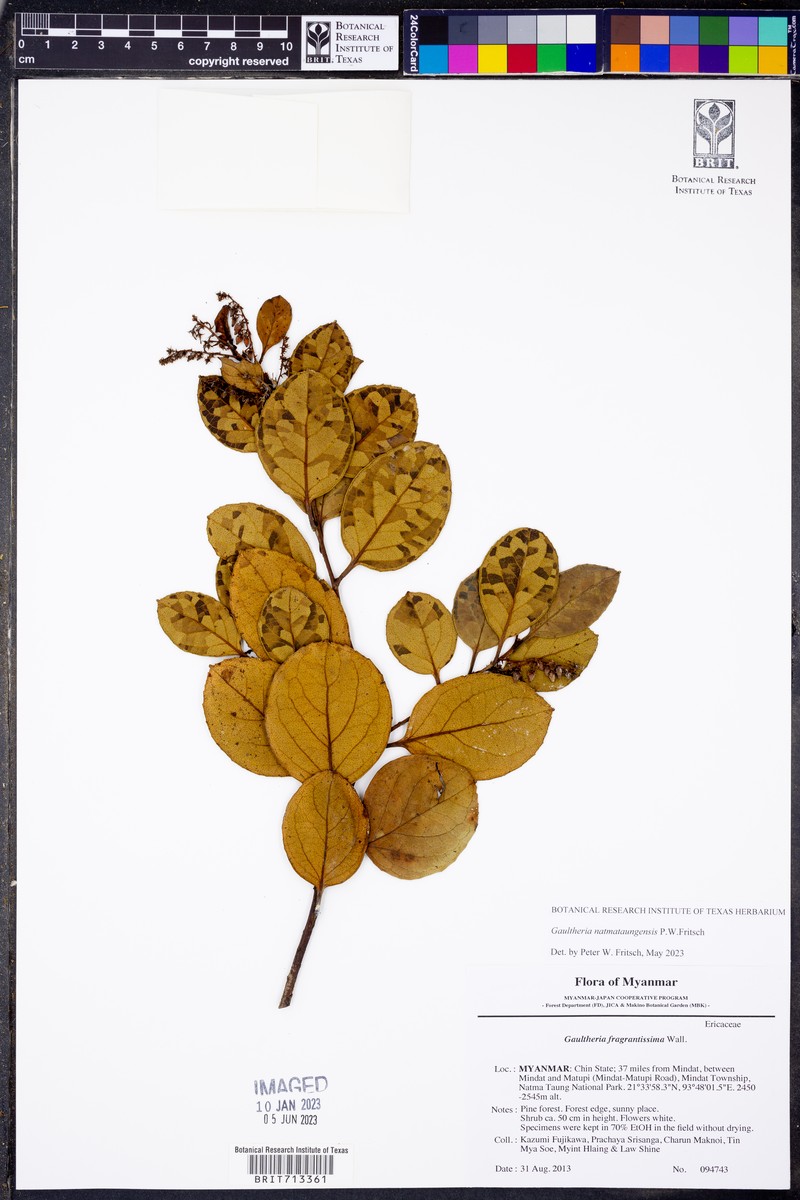 Gaultheria natmataungensis