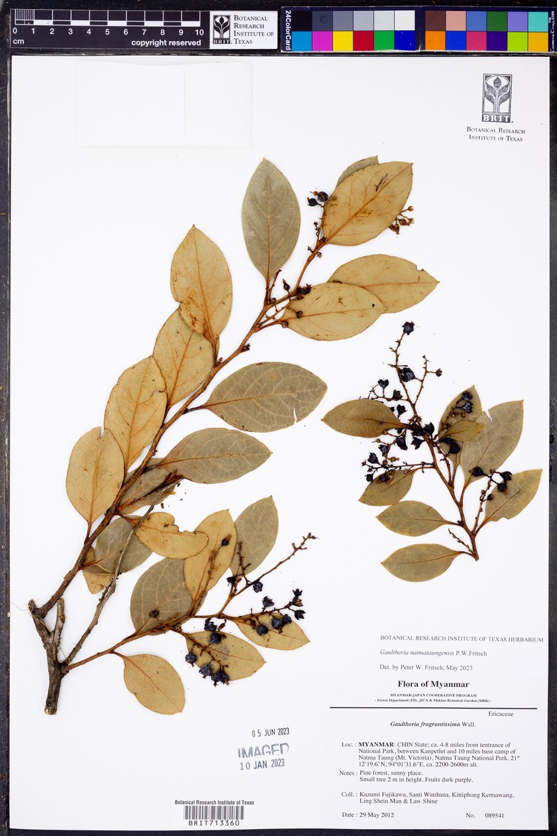 Gaultheria natmataungensis photo 2