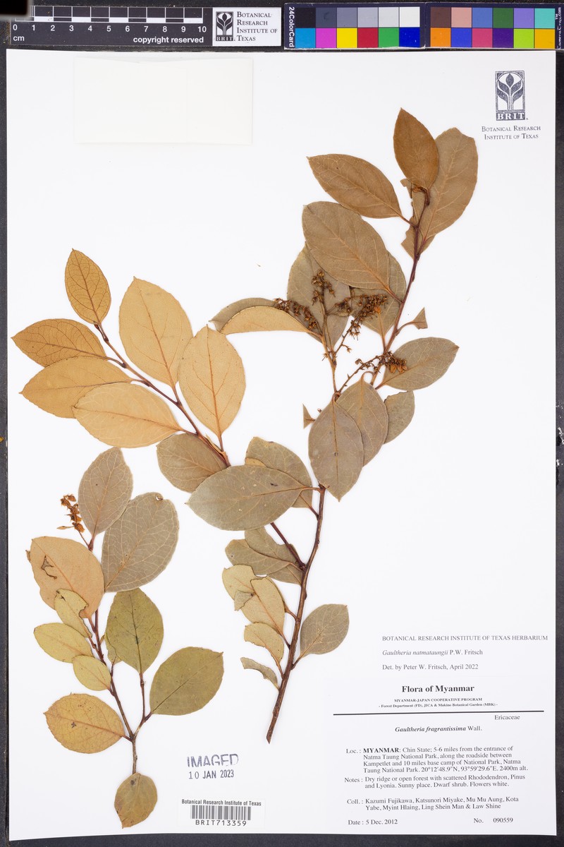 Gaultheria natmataungensis photo 3
