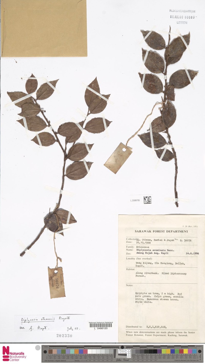 Gaultheria othmanii