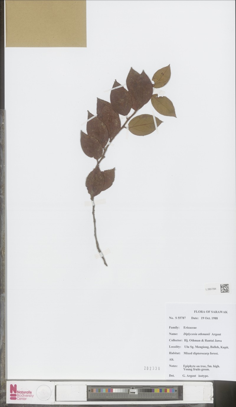 Gaultheria othmanii photo 2