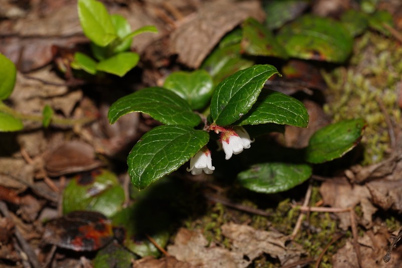 Western Teaberry