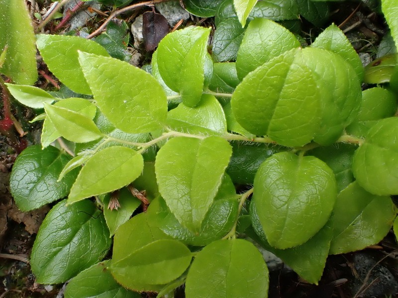 Western Teaberry photo 2