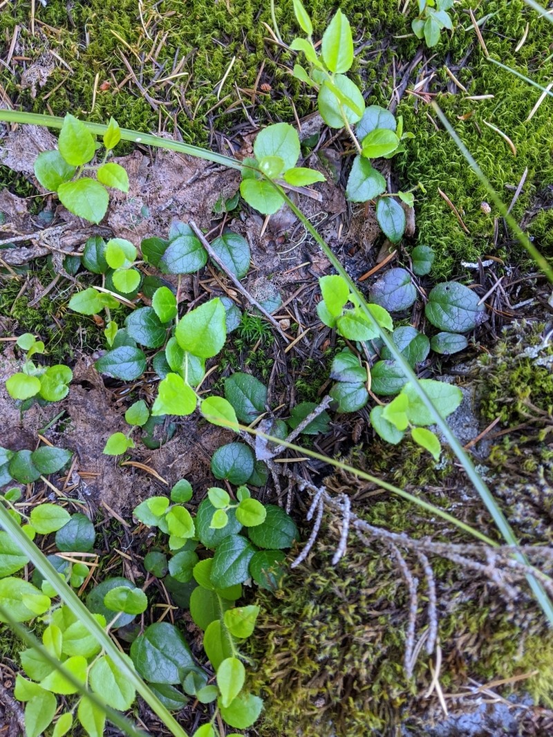 Western Teaberry photo 3