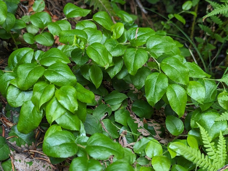 Western Teaberry photo 4