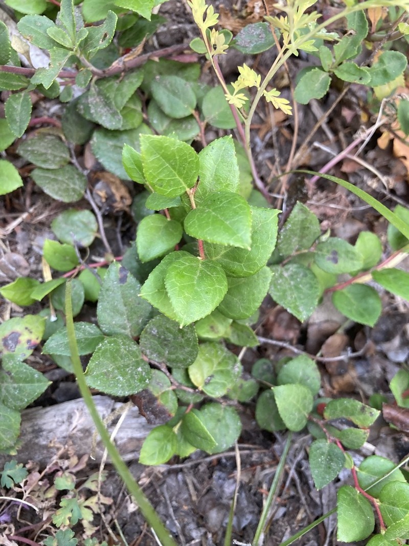 Western Teaberry photo 5