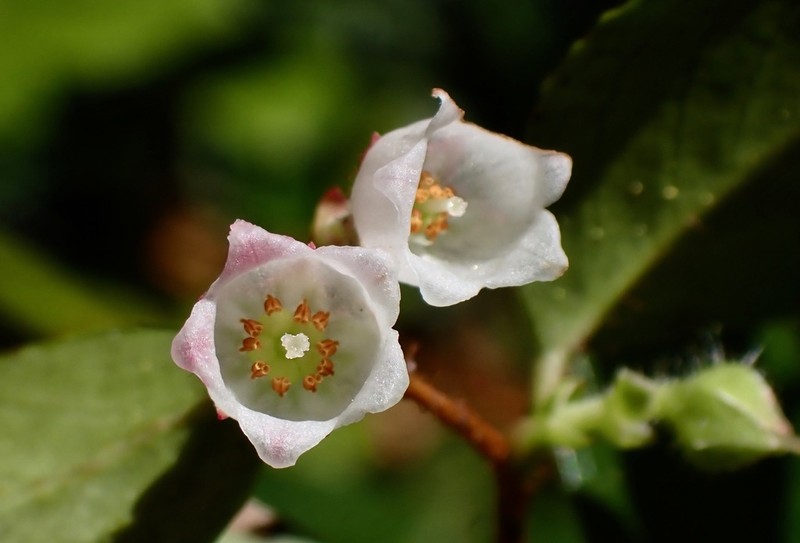 Western Teaberry photo 6