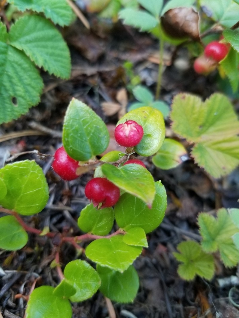 Western Teaberry photo 7