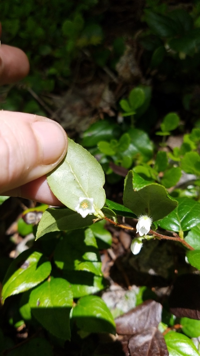 Western Teaberry photo 8
