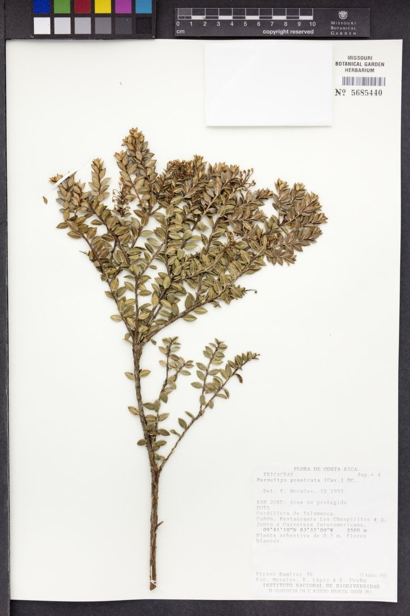 Gaultheria paramicola photo 4