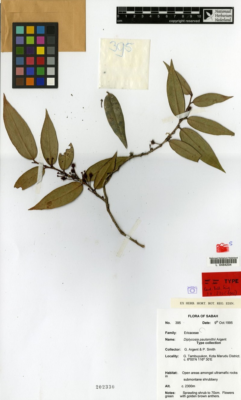 Gaultheria paulsmithii