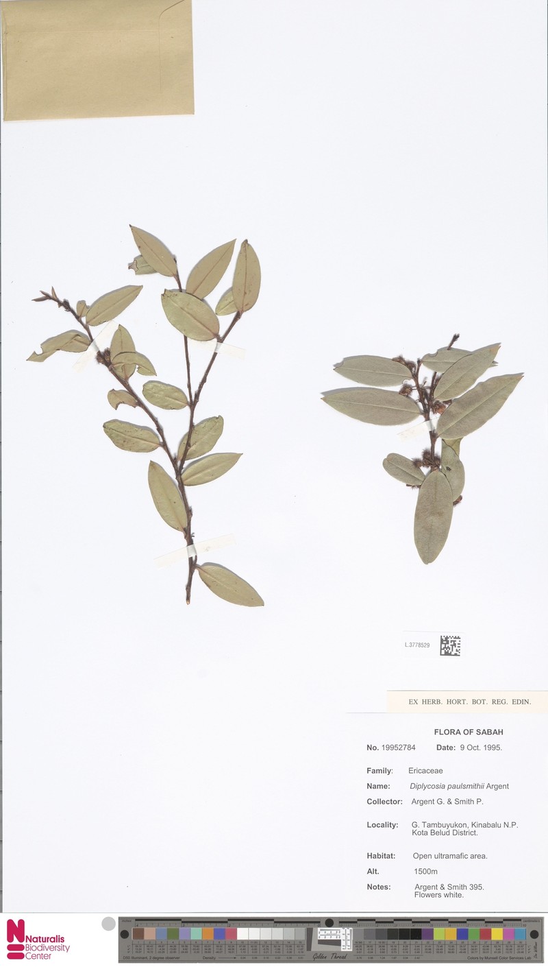 Gaultheria paulsmithii photo 2