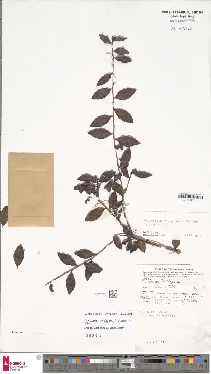 Gaultheria pendens