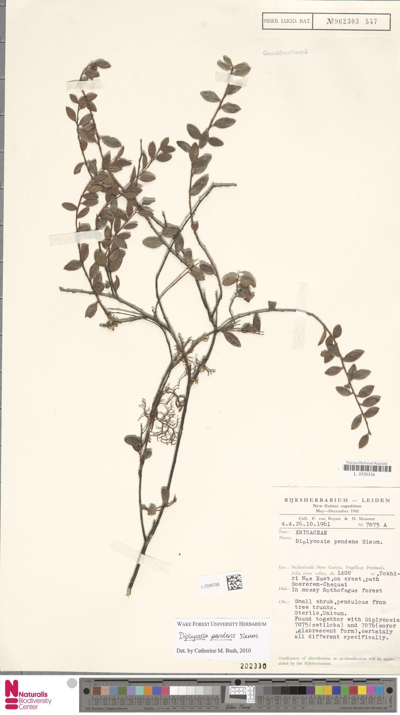 Gaultheria pendens photo 3
