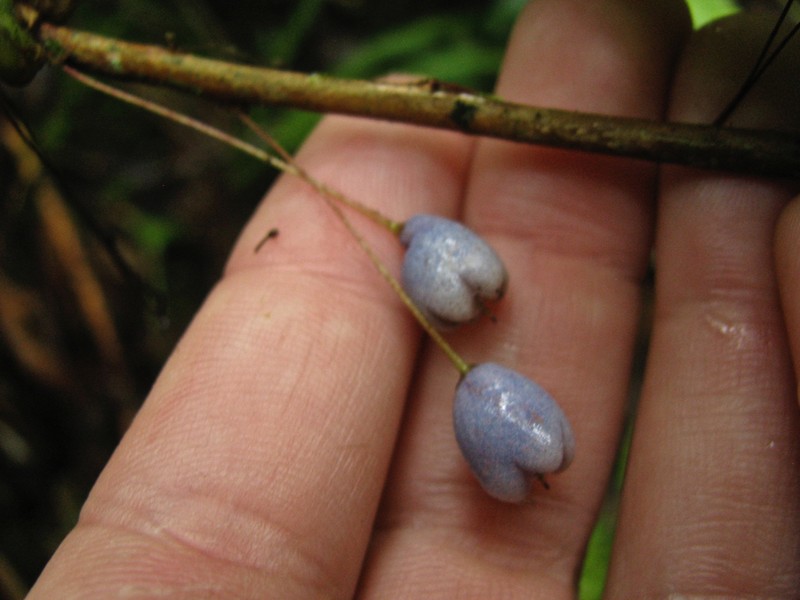 Gaultheria penduliflora
