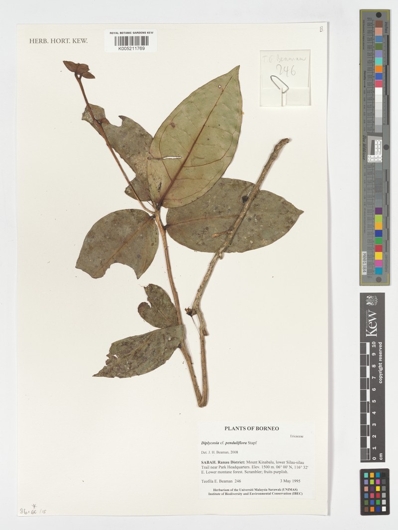 Gaultheria penduliflora photo 2