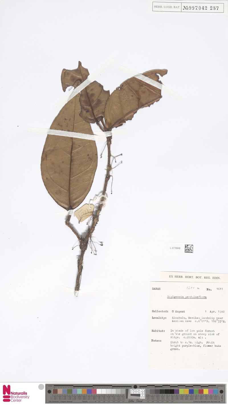 Gaultheria penduliflora photo 3