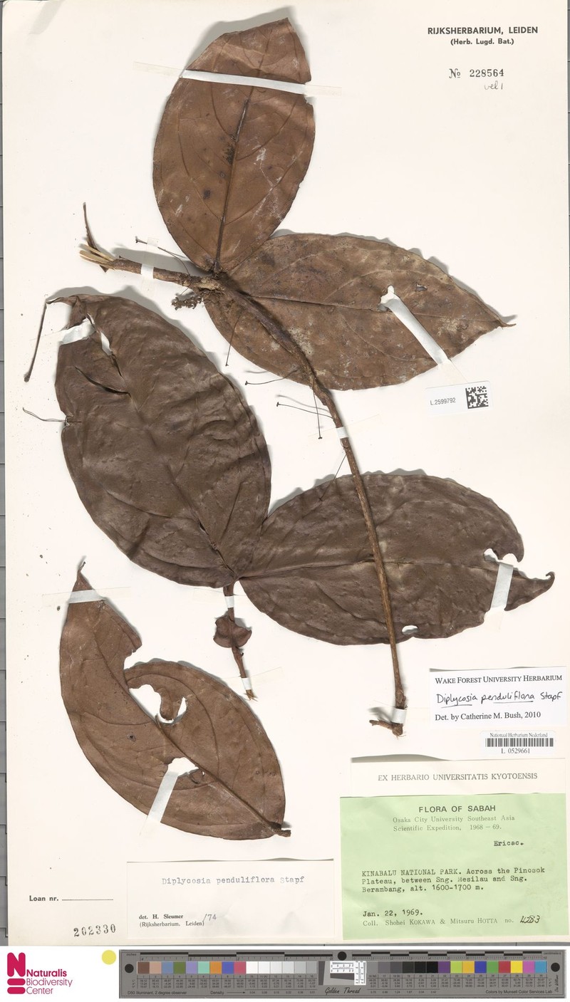 Gaultheria penduliflora photo 4