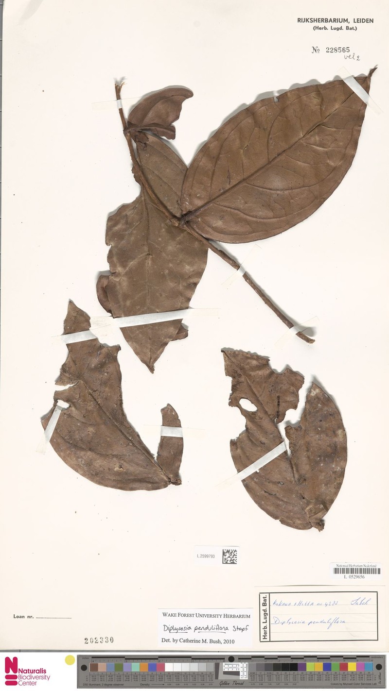 Gaultheria penduliflora photo 5