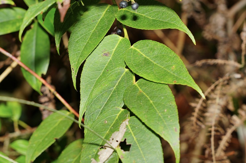 Gaultheria pingbienensis