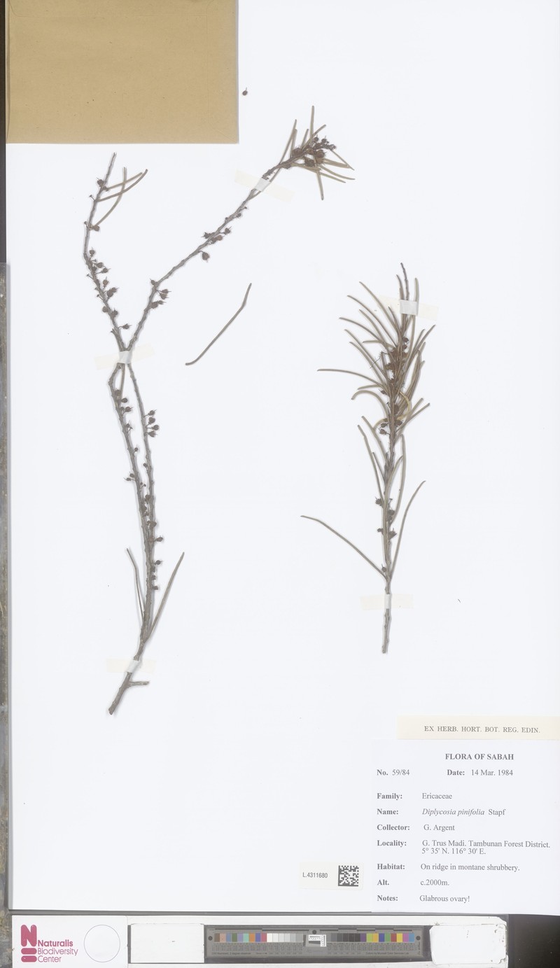 Gaultheria pinifolia photo 2