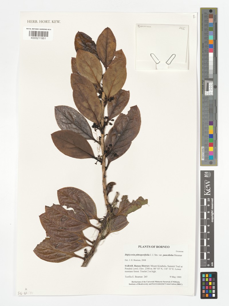 Gaultheria pittosporifolia photo 2