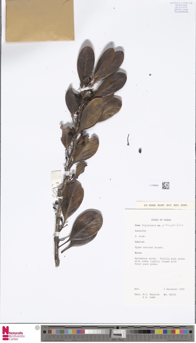 Gaultheria pittosporifolia photo 3