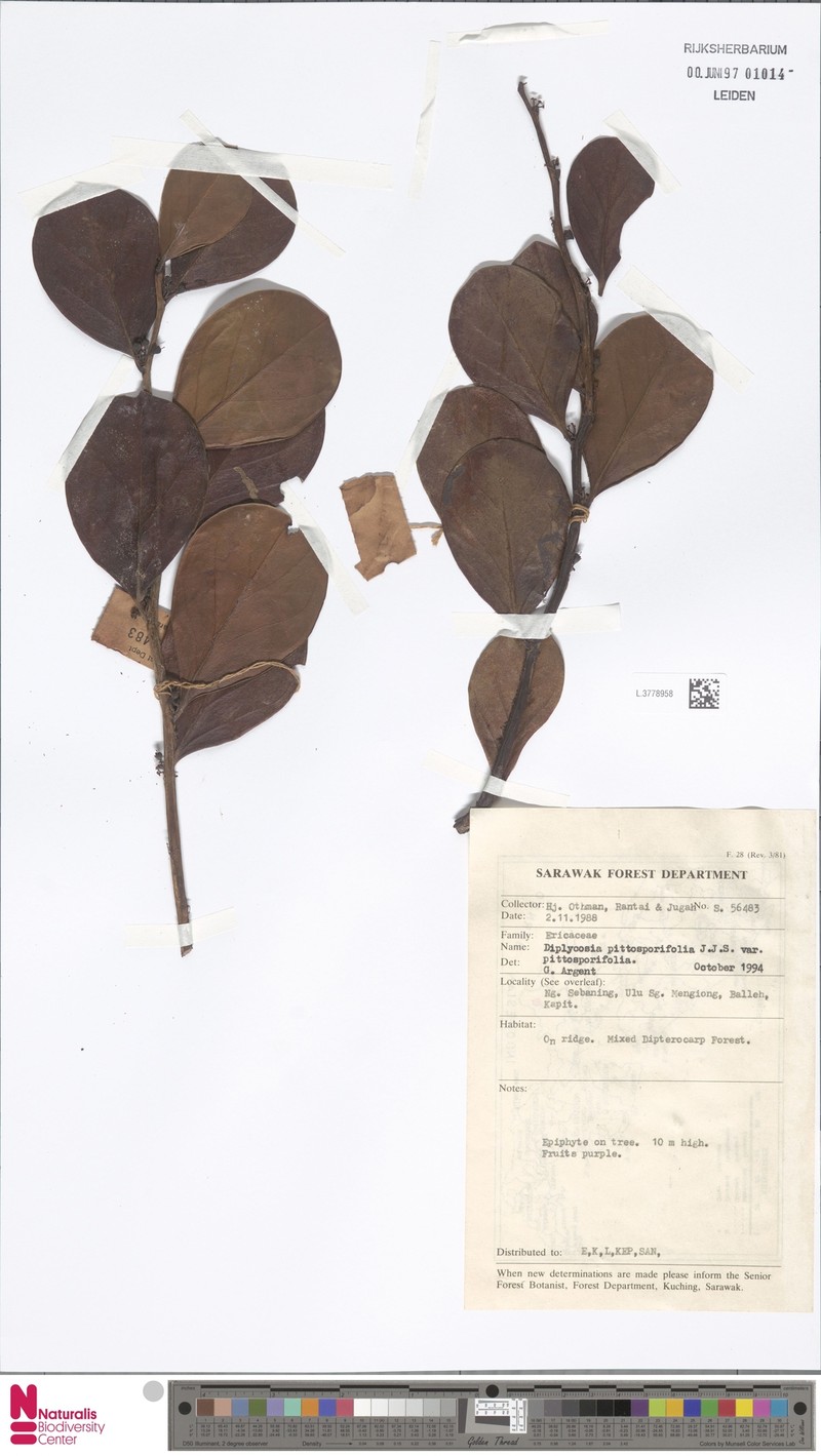 Gaultheria pittosporifolia photo 4