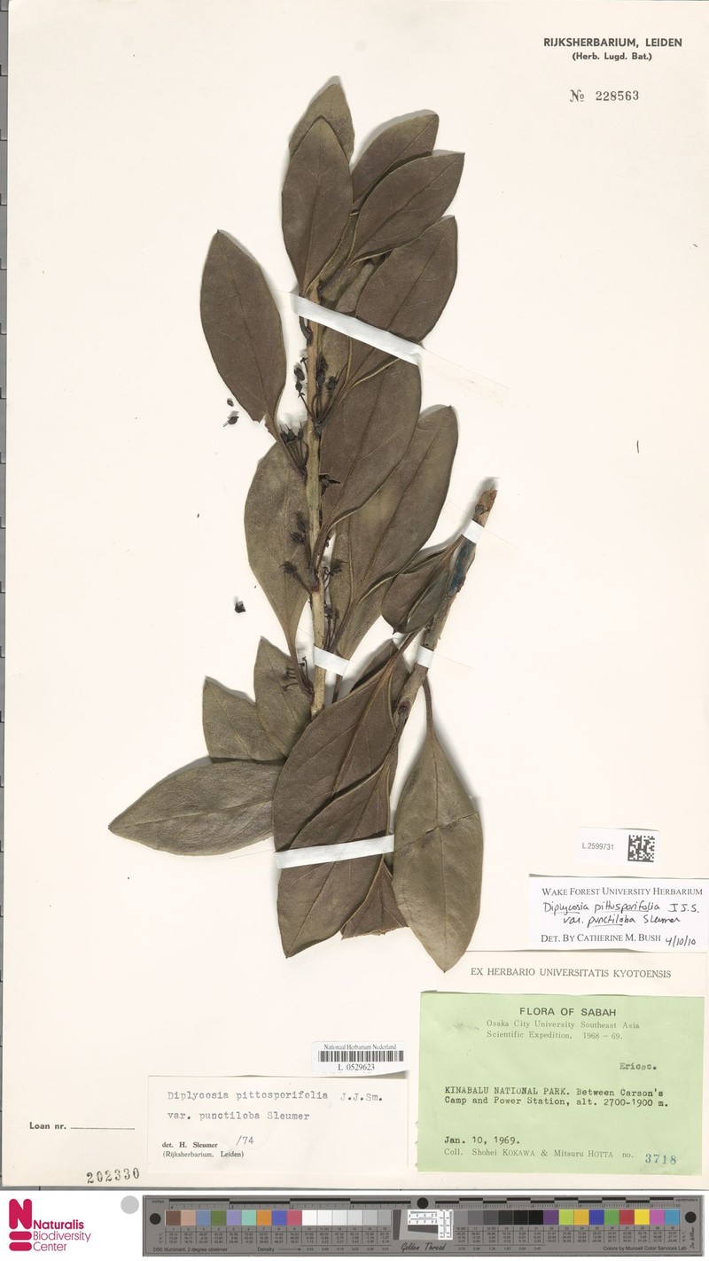 Gaultheria pittosporifolia var. punctiloba photo 2