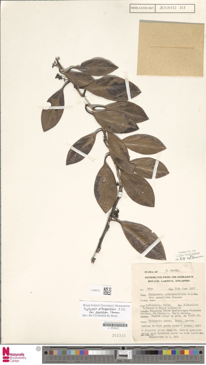 Gaultheria pittosporifolia var. punctiloba photo 3