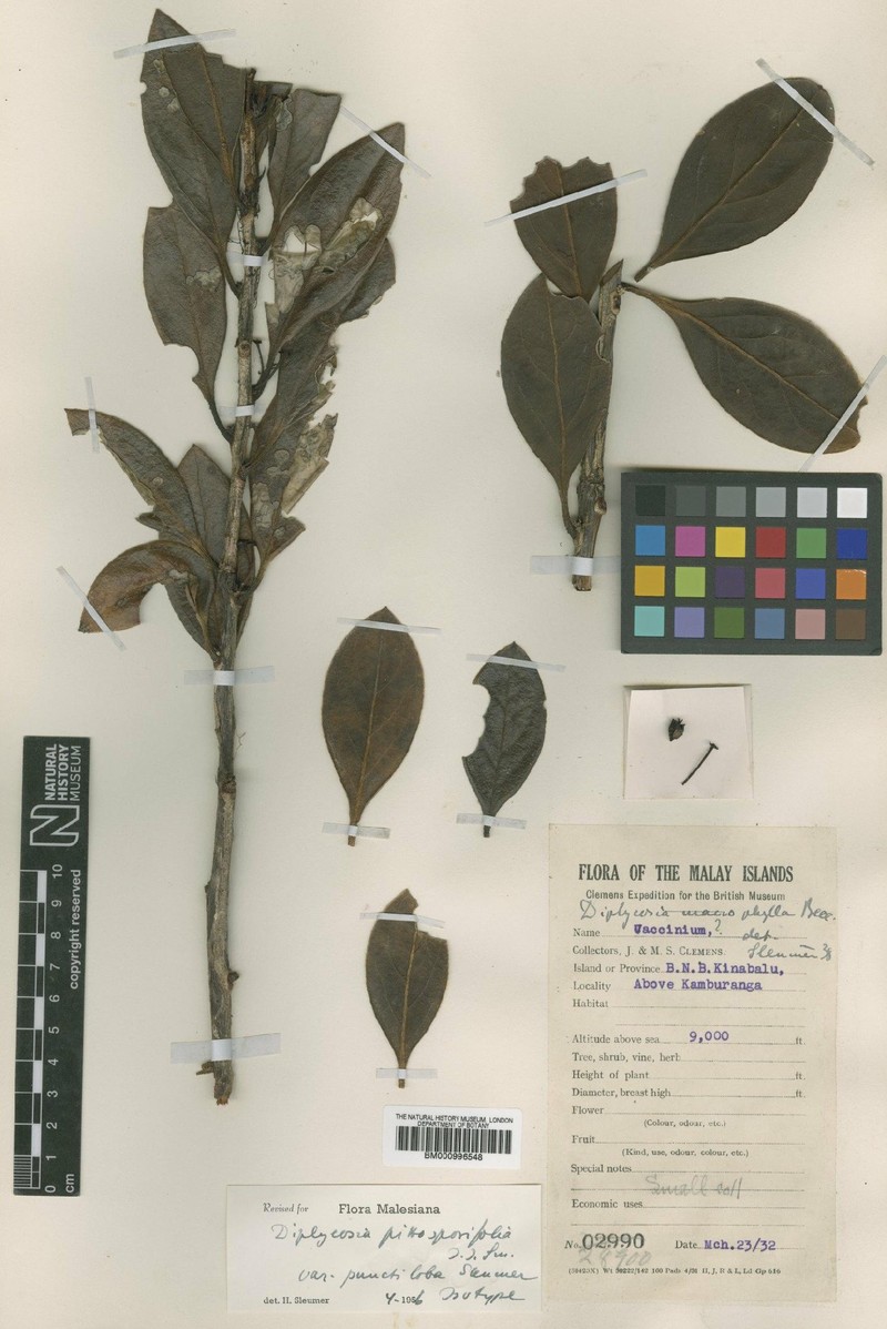 Gaultheria pittosporifolia var. punctiloba photo 4