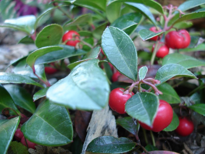 Eastern Teaberry