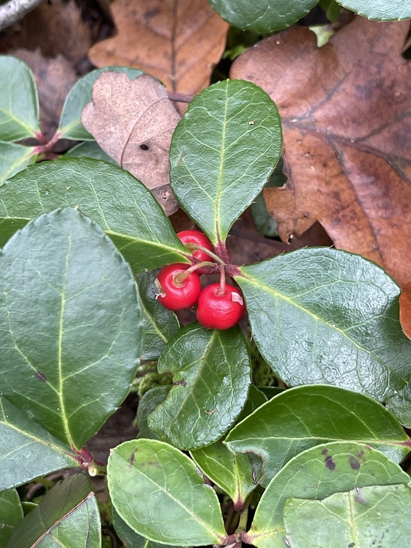 Eastern Teaberry