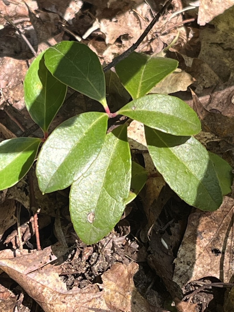 Eastern Teaberry photo 2