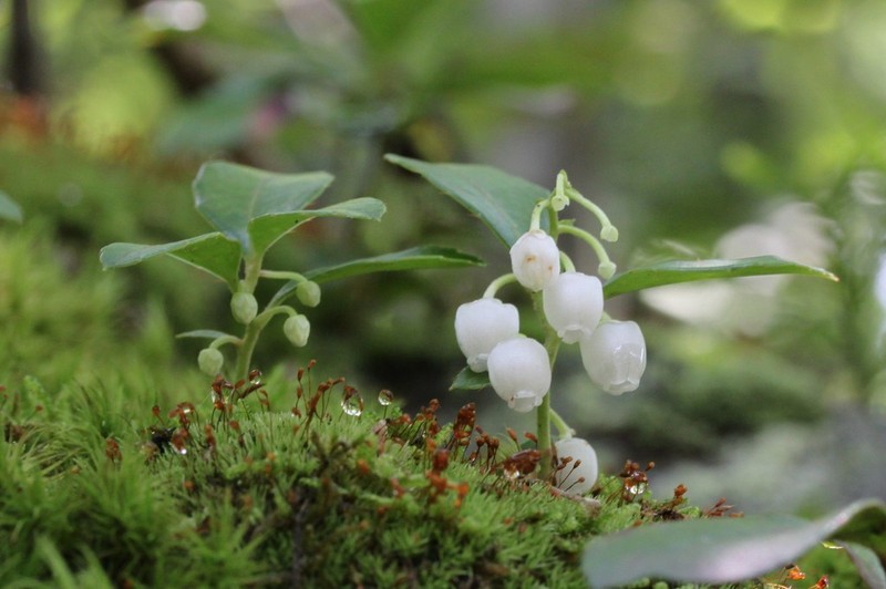 Eastern Teaberry photo 3