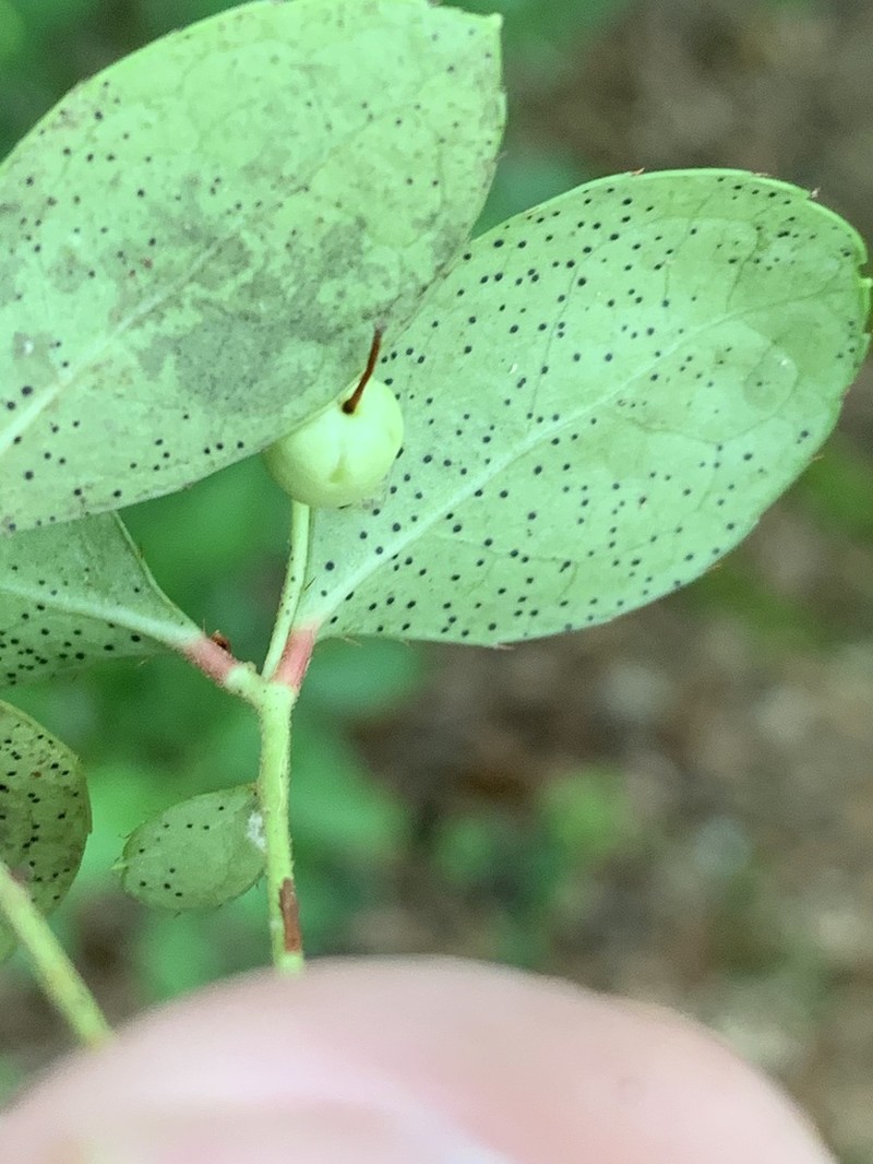 Eastern Teaberry photo 4