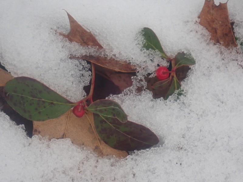 Eastern Teaberry photo 5