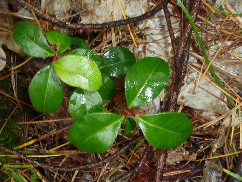 Eastern Teaberry photo 6