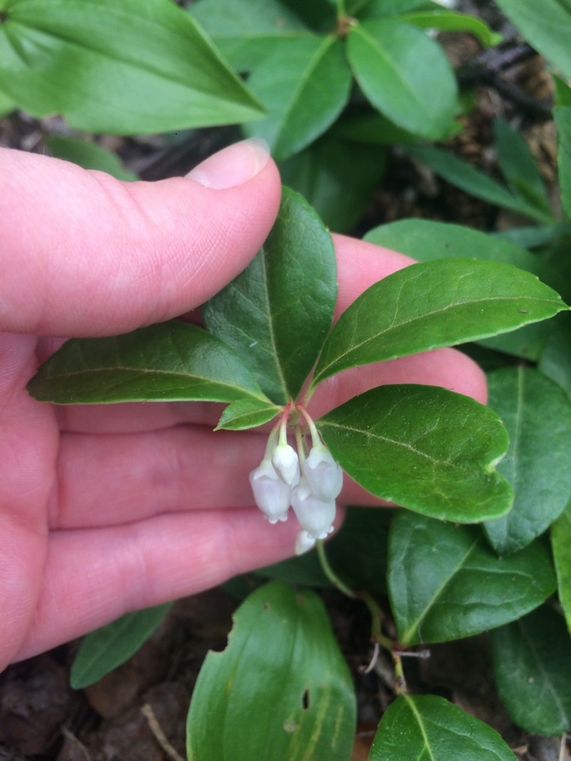 Eastern Teaberry photo 7