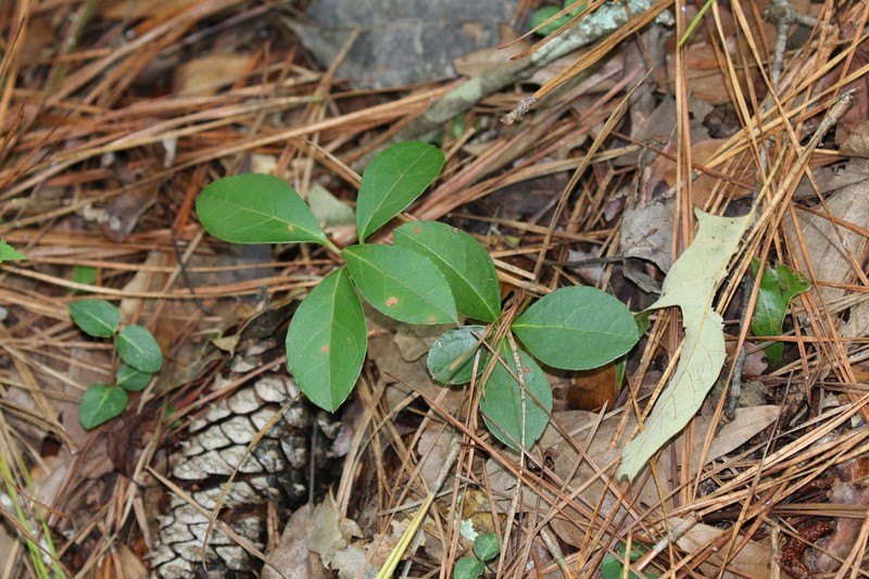 Eastern Teaberry photo 8