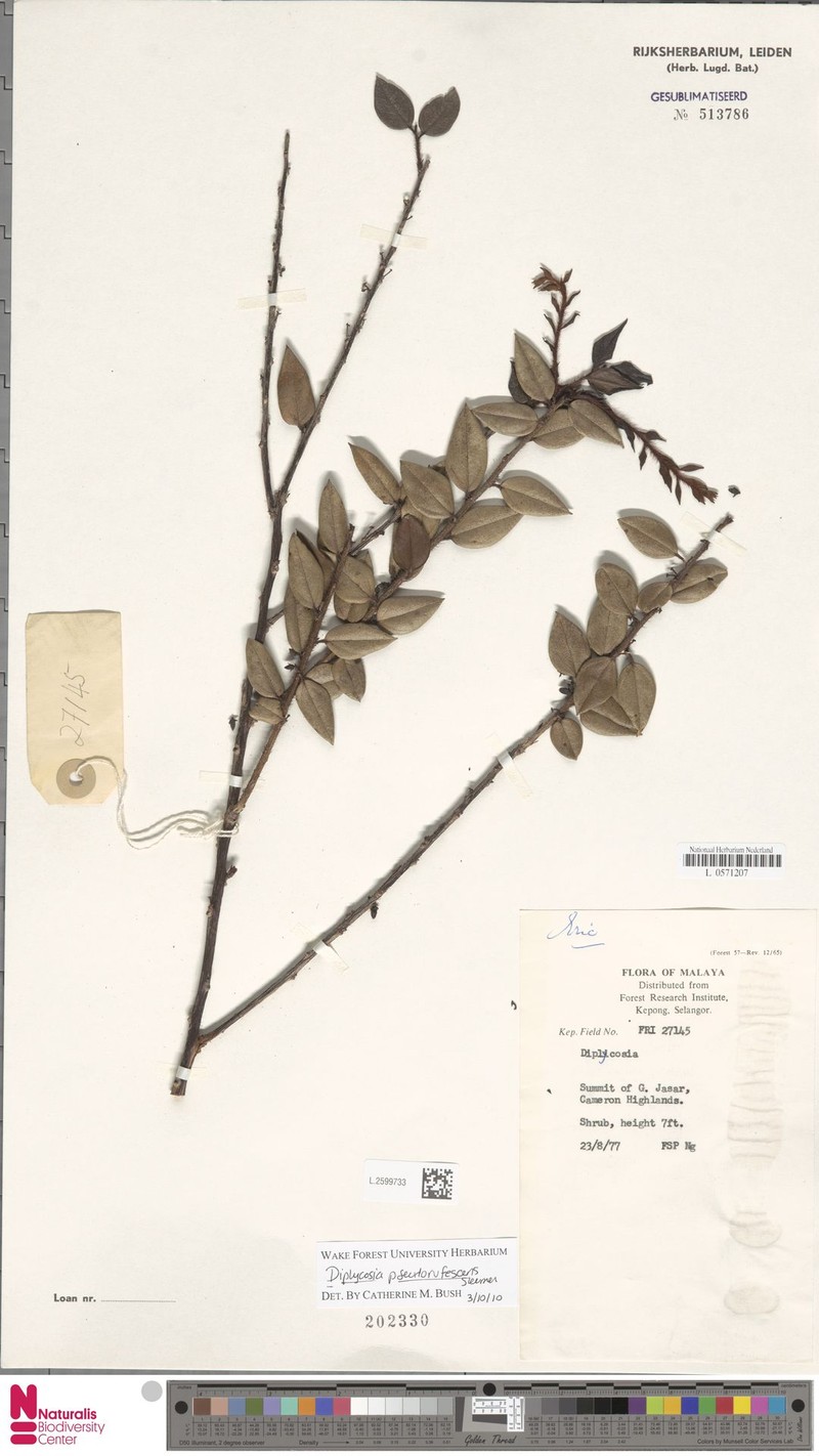 Gaultheria pseudorufescens