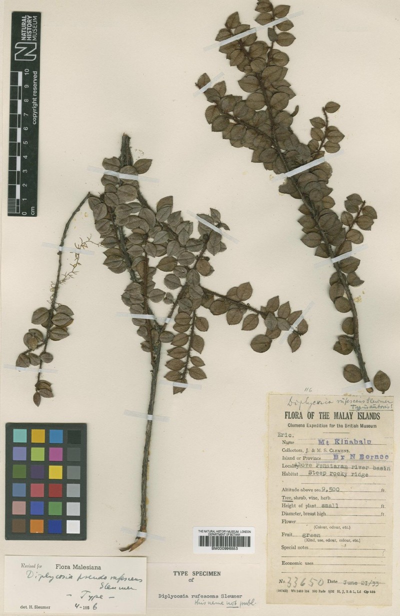 Gaultheria pseudorufescens photo 3