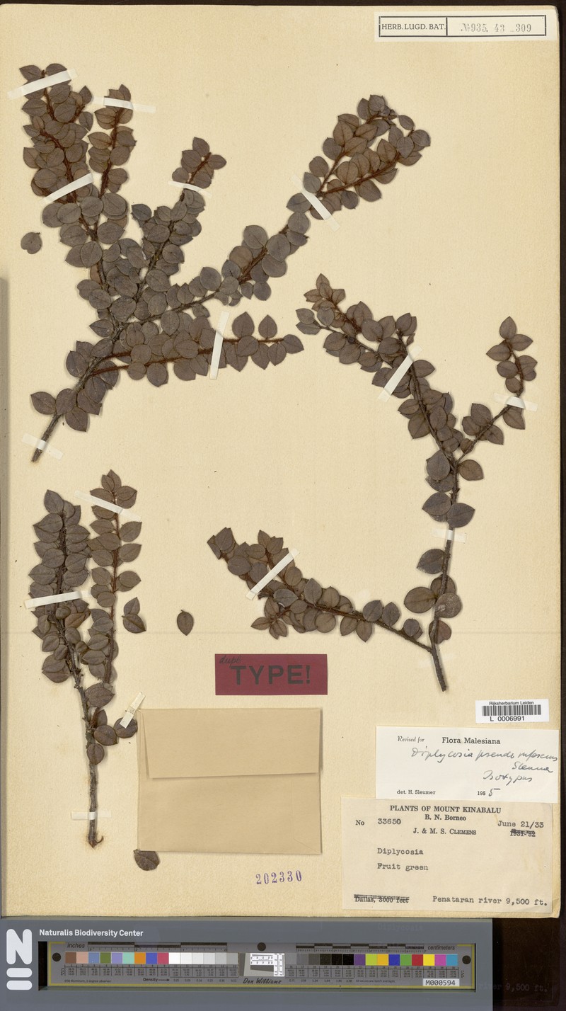 Gaultheria pseudorufescens photo 4