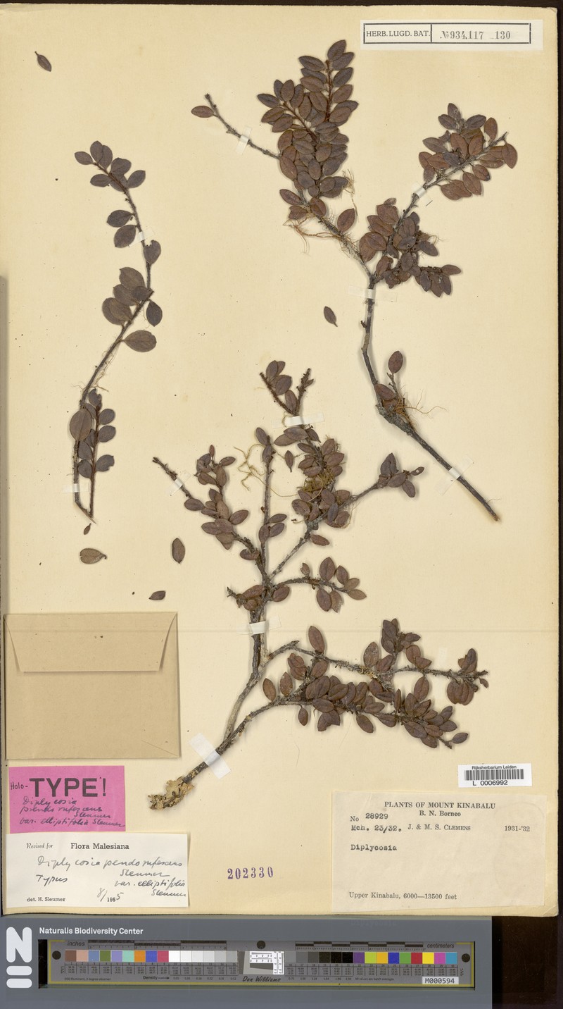 Gaultheria pseudorufescens var. elliptifolia photo 2